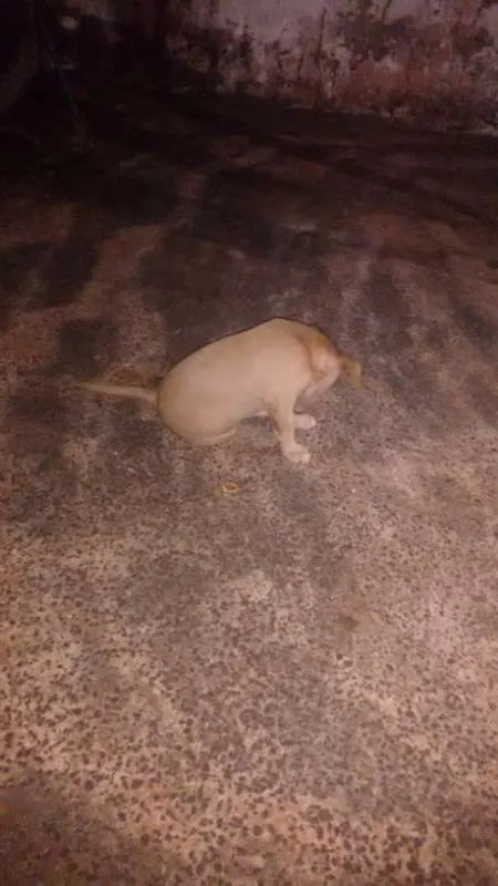 Cachorro ra a sem raça definida idade 2 a 6 meses nome dogs
