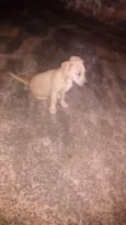 dogs