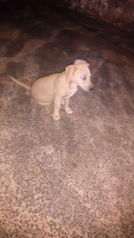 Cachorro ra a sem raça definida idade 2 a 6 meses nome dogs