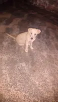 dogs