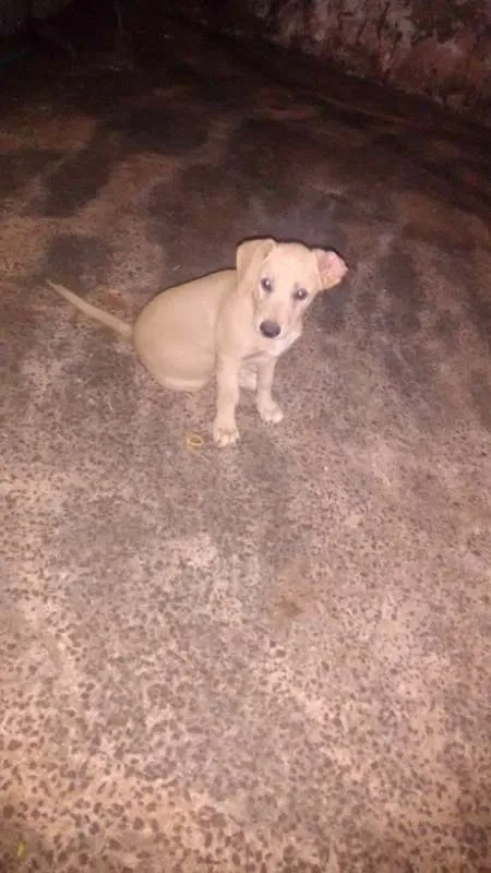Cachorro ra a sem raça definida idade 2 a 6 meses nome dogs