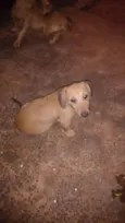 dogs
