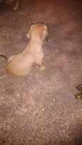 dogs