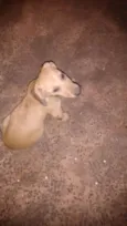dogs