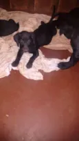 dogs