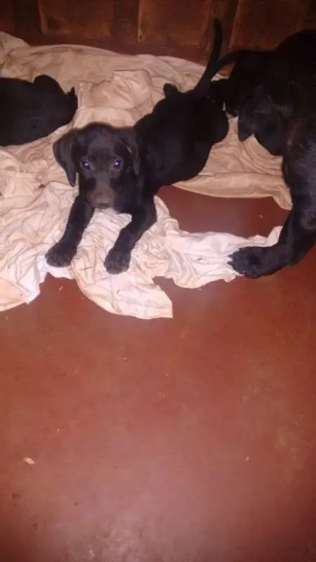 Cachorro ra a sem raça definida idade 2 a 6 meses nome dogs