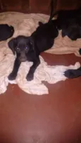 dogs