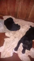 dogs