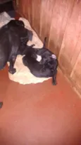 dogs