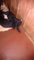 dogs