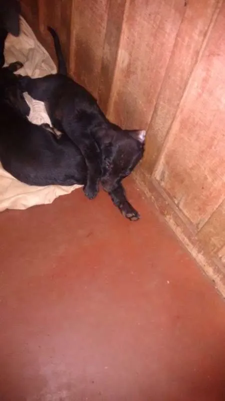 Cachorro ra a sem raça definida idade 2 a 6 meses nome dogs