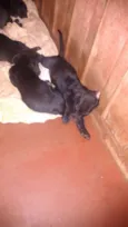 dogs