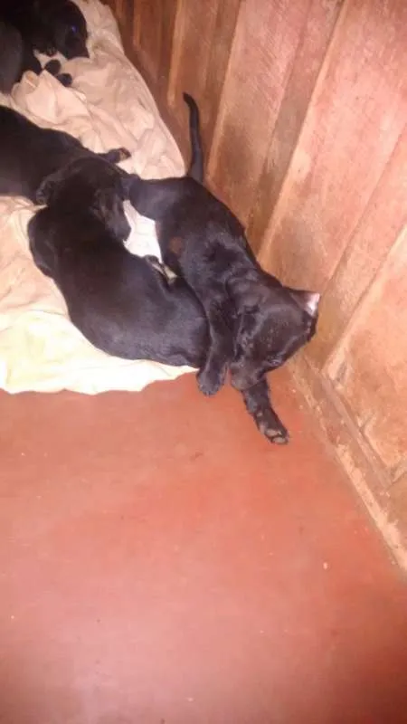 Cachorro ra a sem raça definida idade 2 a 6 meses nome dogs