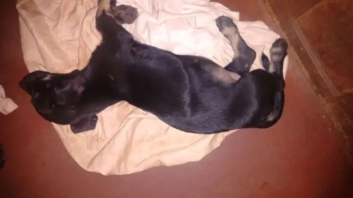 Cachorro ra a sem raça definida idade 2 a 6 meses nome dogs