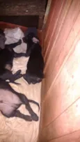 dogs