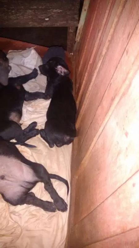 Cachorro ra a sem raça definida idade 2 a 6 meses nome dogs