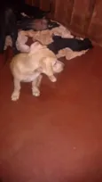 dogs