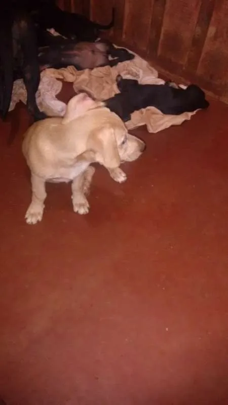 Cachorro ra a sem raça definida idade 2 a 6 meses nome dogs