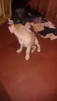 dogs