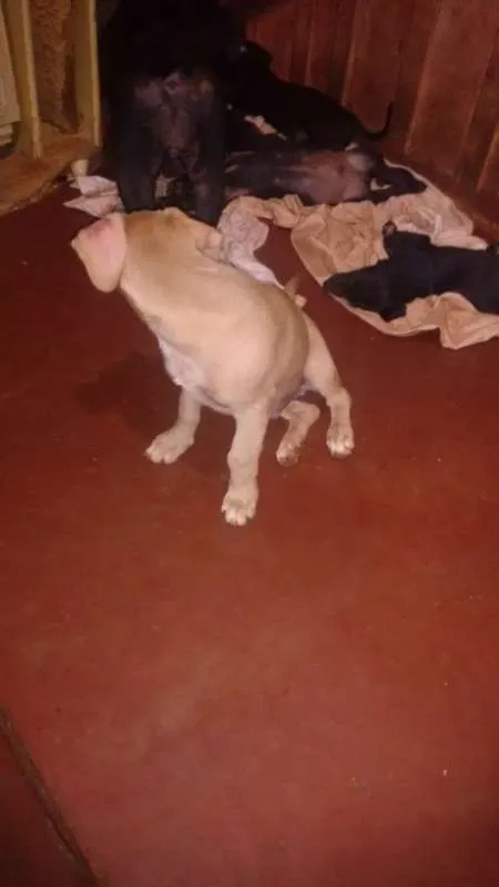 Cachorro ra a sem raça definida idade 2 a 6 meses nome dogs
