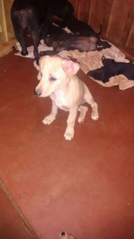 Cachorro ra a sem raça definida idade 2 a 6 meses nome dogs