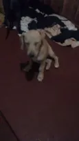 dogs