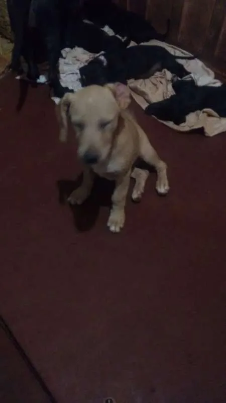 Cachorro ra a sem raça definida idade 2 a 6 meses nome dogs