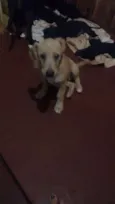 dogs