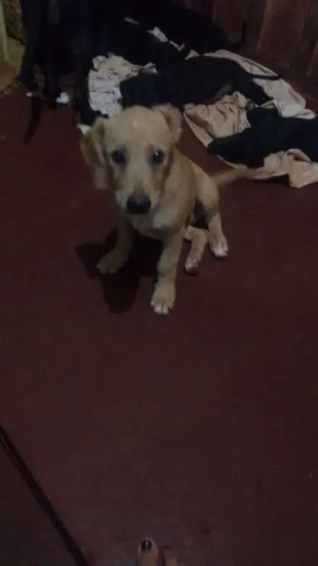 Cachorro ra a sem raça definida idade 2 a 6 meses nome dogs