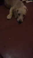dogs