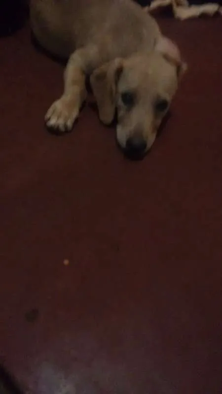 Cachorro ra a sem raça definida idade 2 a 6 meses nome dogs