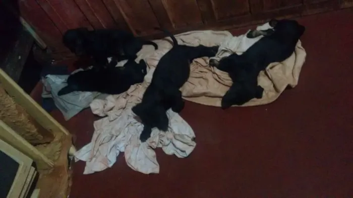 Cachorro ra a sem raça definida idade 2 a 6 meses nome dogs