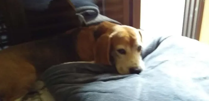 Cachorro ra a Beagle idade 3 anos nome Paçoca 