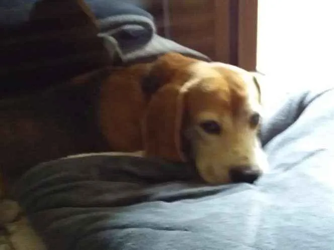 Cachorro ra a Beagle idade 3 anos nome Paçoca 