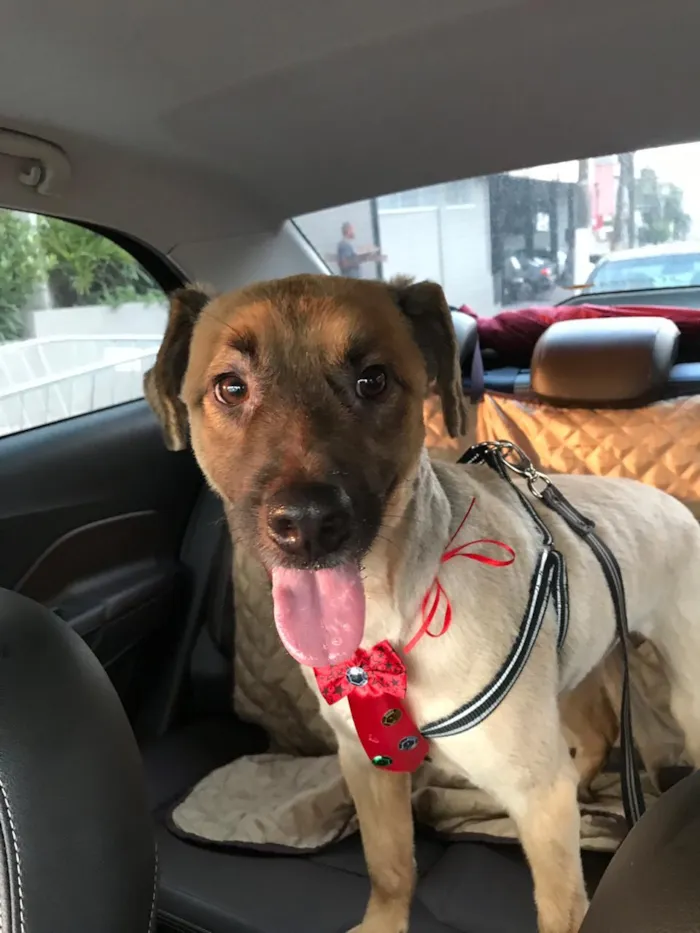Cachorro ra a SRD idade 1 ano nome Torresmo