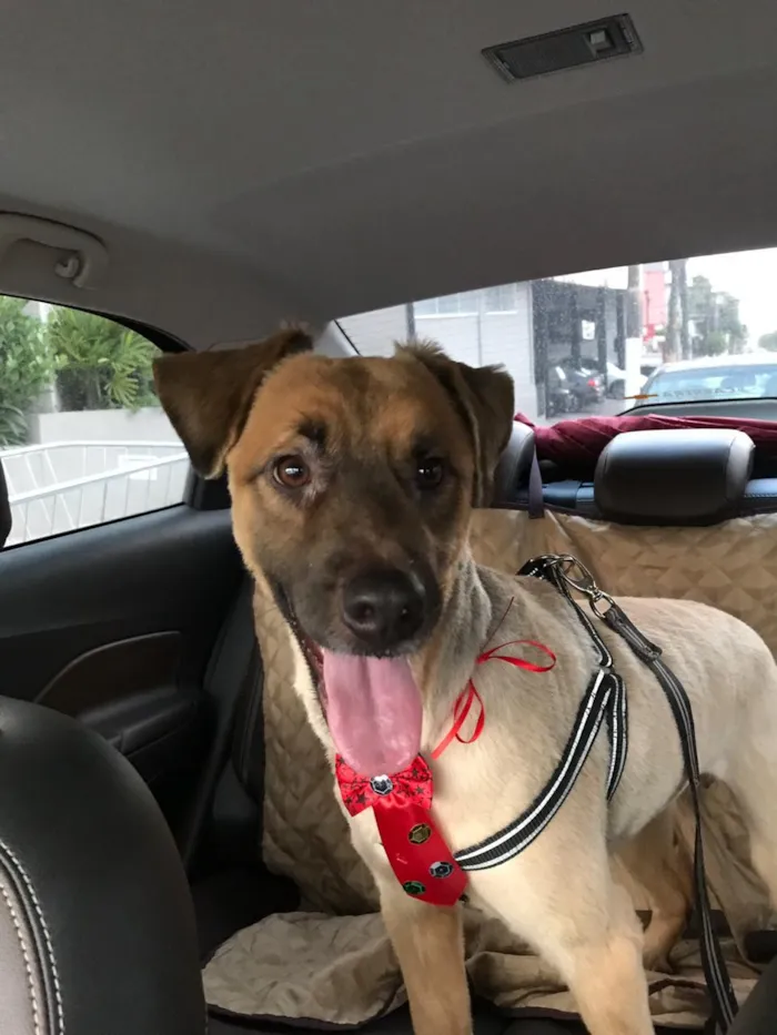 Cachorro ra a SRD idade 1 ano nome Torresmo