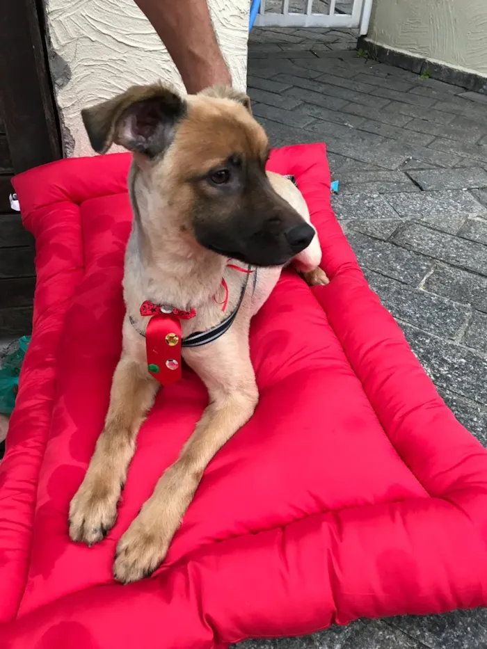 Cachorro ra a SRD idade 1 ano nome Torresmo
