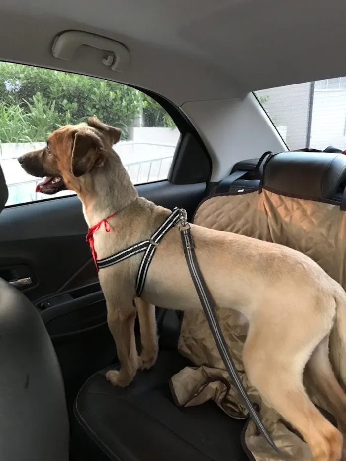Cachorro ra a SRD idade 1 ano nome Torresmo