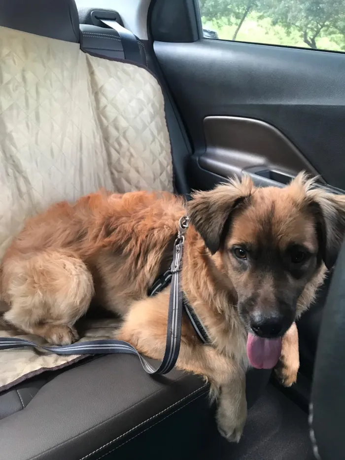 Cachorro ra a SRD idade 1 ano nome Torresmo