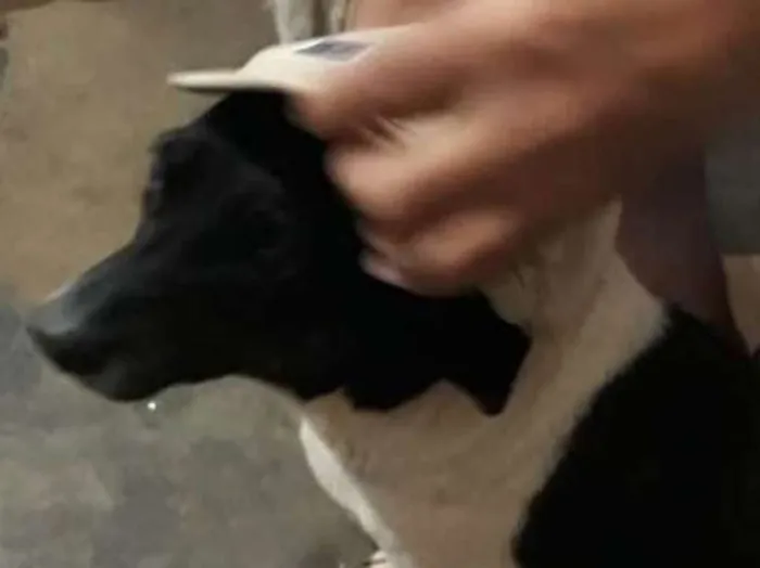 Cachorro ra a Vira lata idade 2 a 6 meses nome Pluto