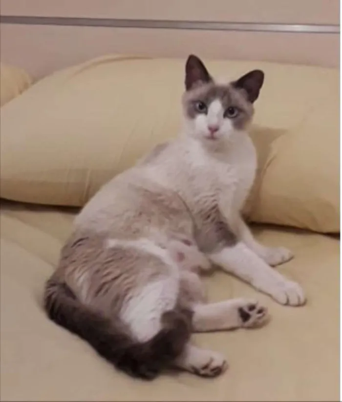 Gato ra a SRD idade 7 a 11 meses nome Mel 