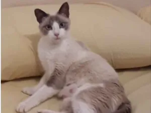Gato raça SRD idade 7 a 11 meses nome Mel 