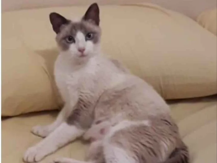 Gato ra a SRD idade 7 a 11 meses nome Mel 