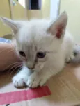 Polar