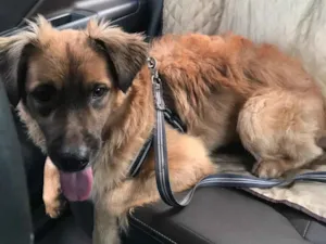Cachorro raça SRD idade 1 ano nome Torresmo