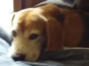 Cachorro raça Beagle idade 3 anos nome Paçoca 
