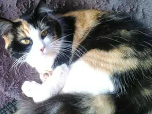 Gato raça SRD idade 1 ano nome Gata castrada