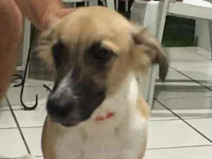 Cachorro raça SRD idade 7 a 11 meses nome Thunder