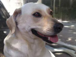 Cachorro raça SRD idade 4 anos nome Maggie