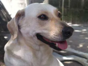 Cachorro raça SRD idade 4 anos nome Maggie